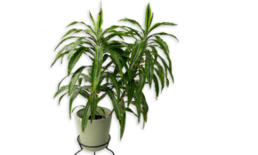Corn plant2