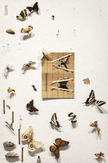 Butterflycollection good photo