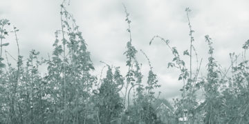 Permaculture image webbanner