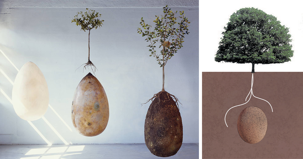 Biodegradable Burial Pod Memory Forest Capsula Mundi Fb