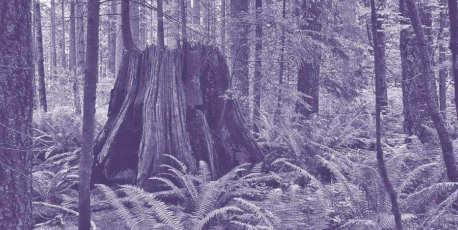 Mothertree
