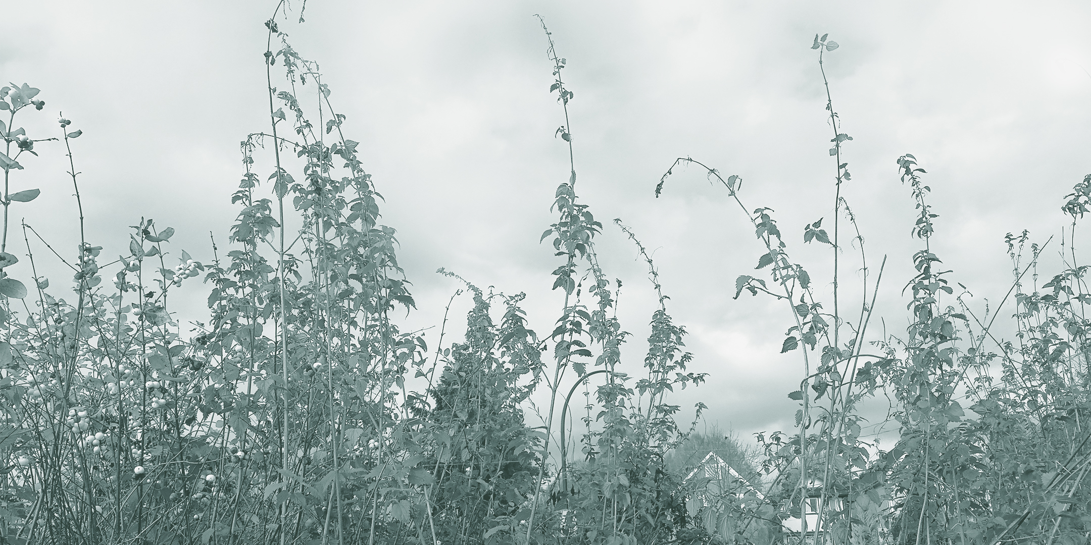 Permaculture image webbanner
