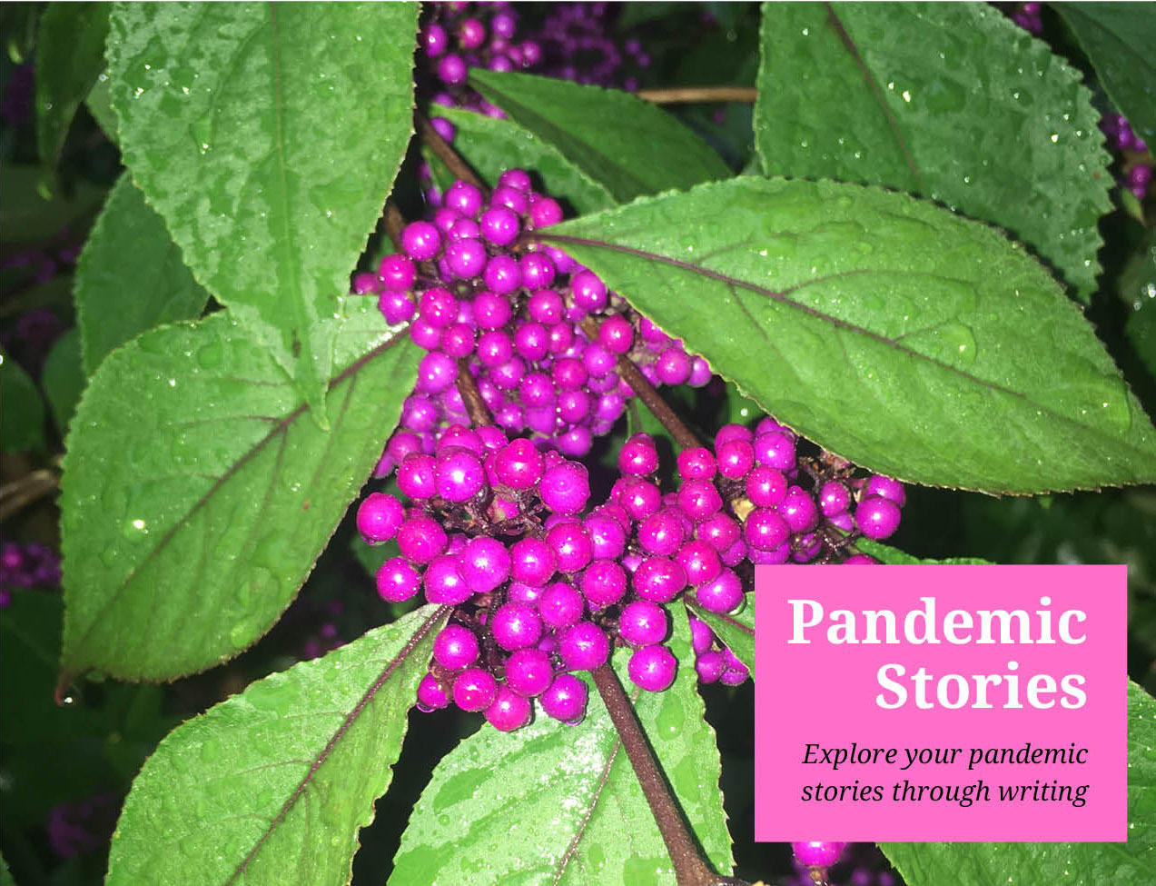 Webgraphic pandemicstories