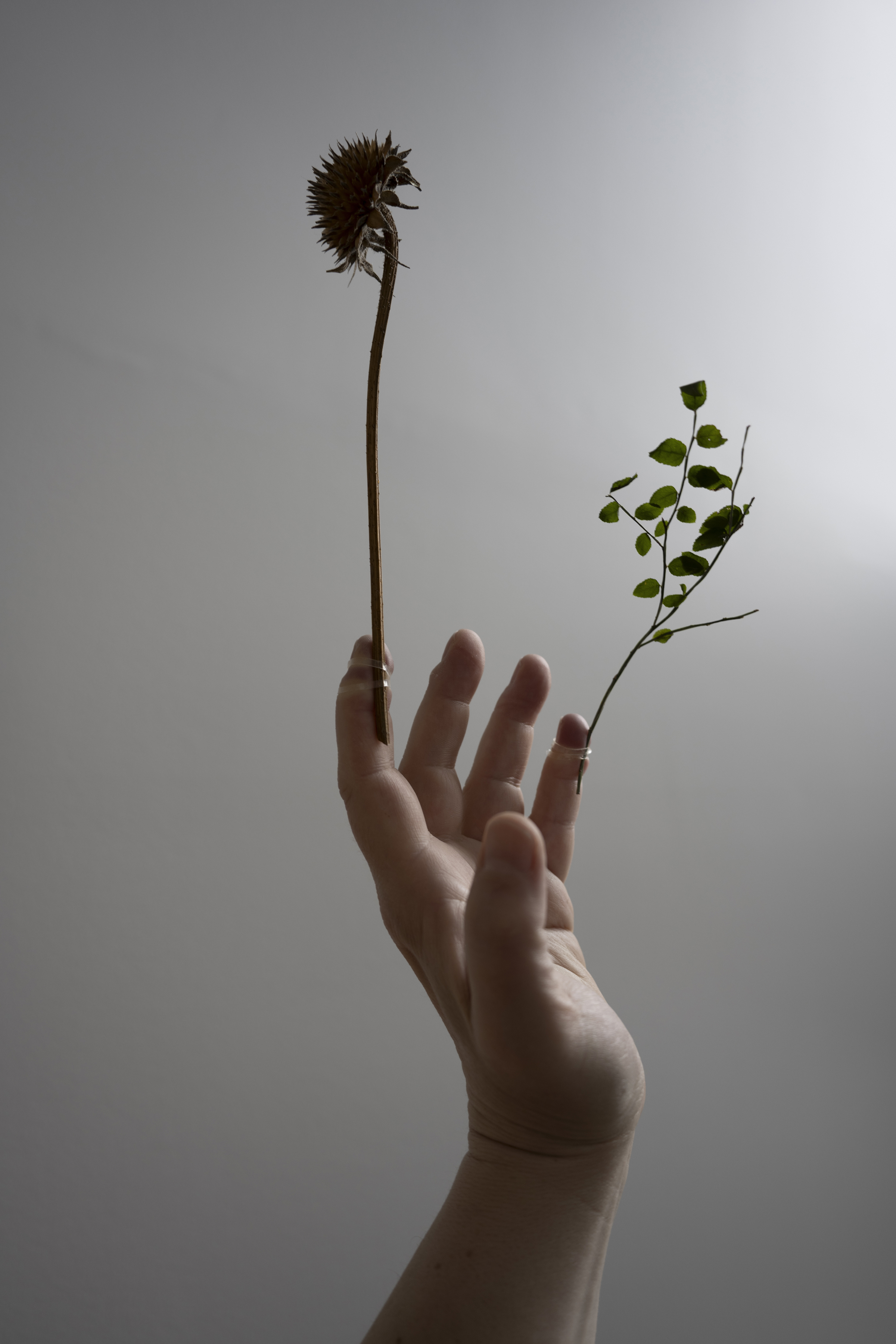 A person's hand outstretched with plants coming out of the fingers