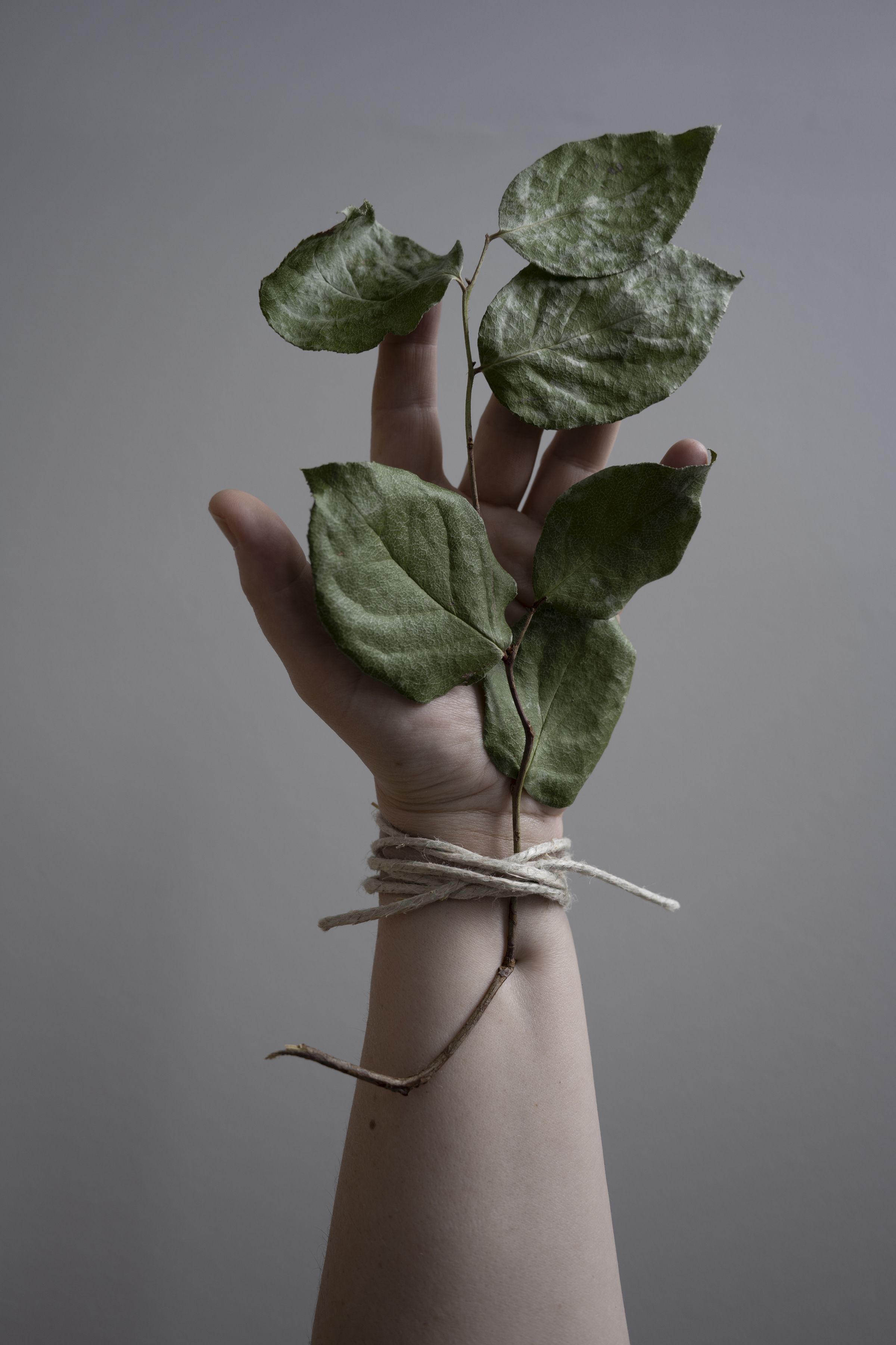 A person's hand with a green plant with big leaves covering the palm and fingers