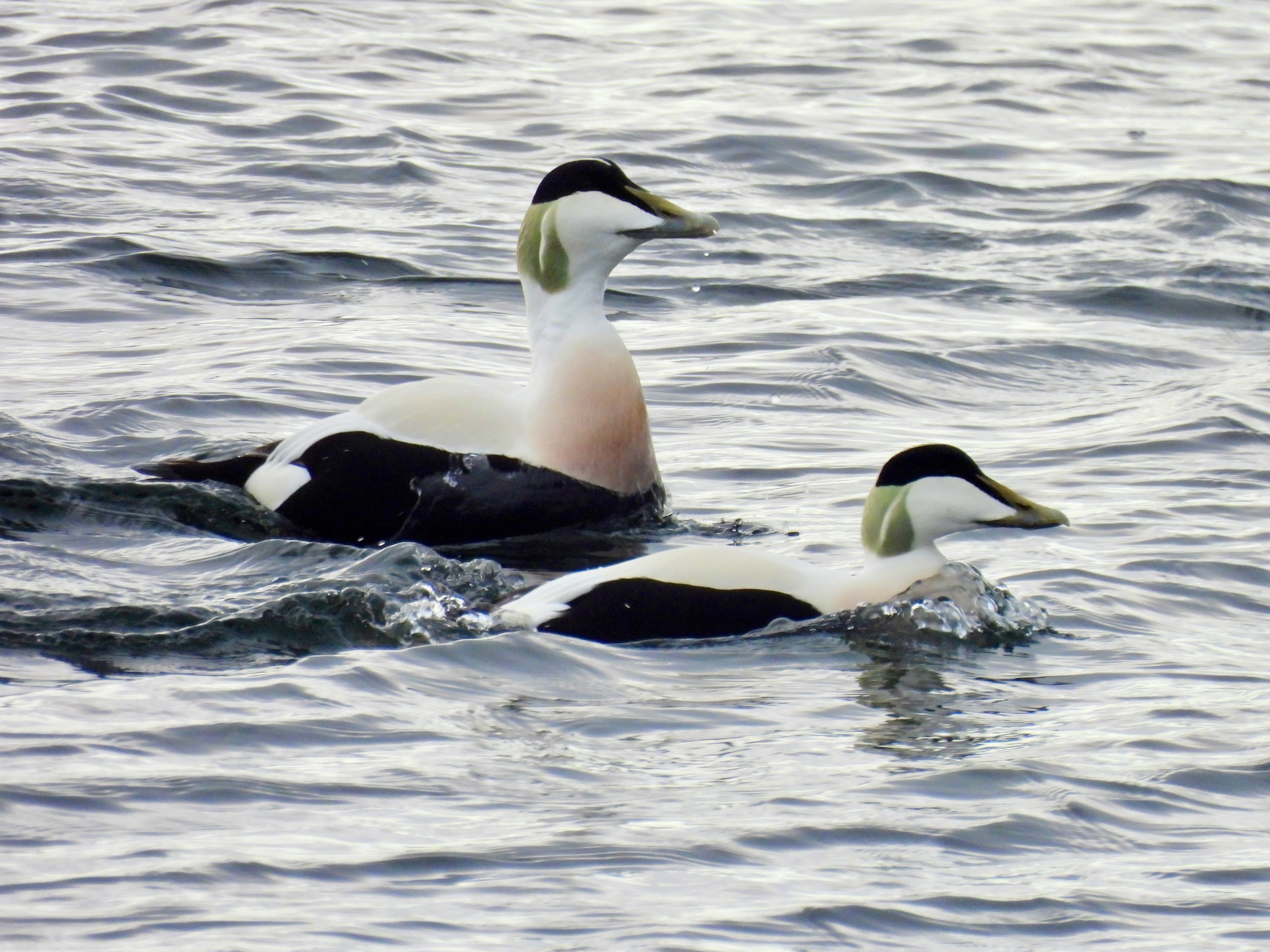 Two eider ducks in the water