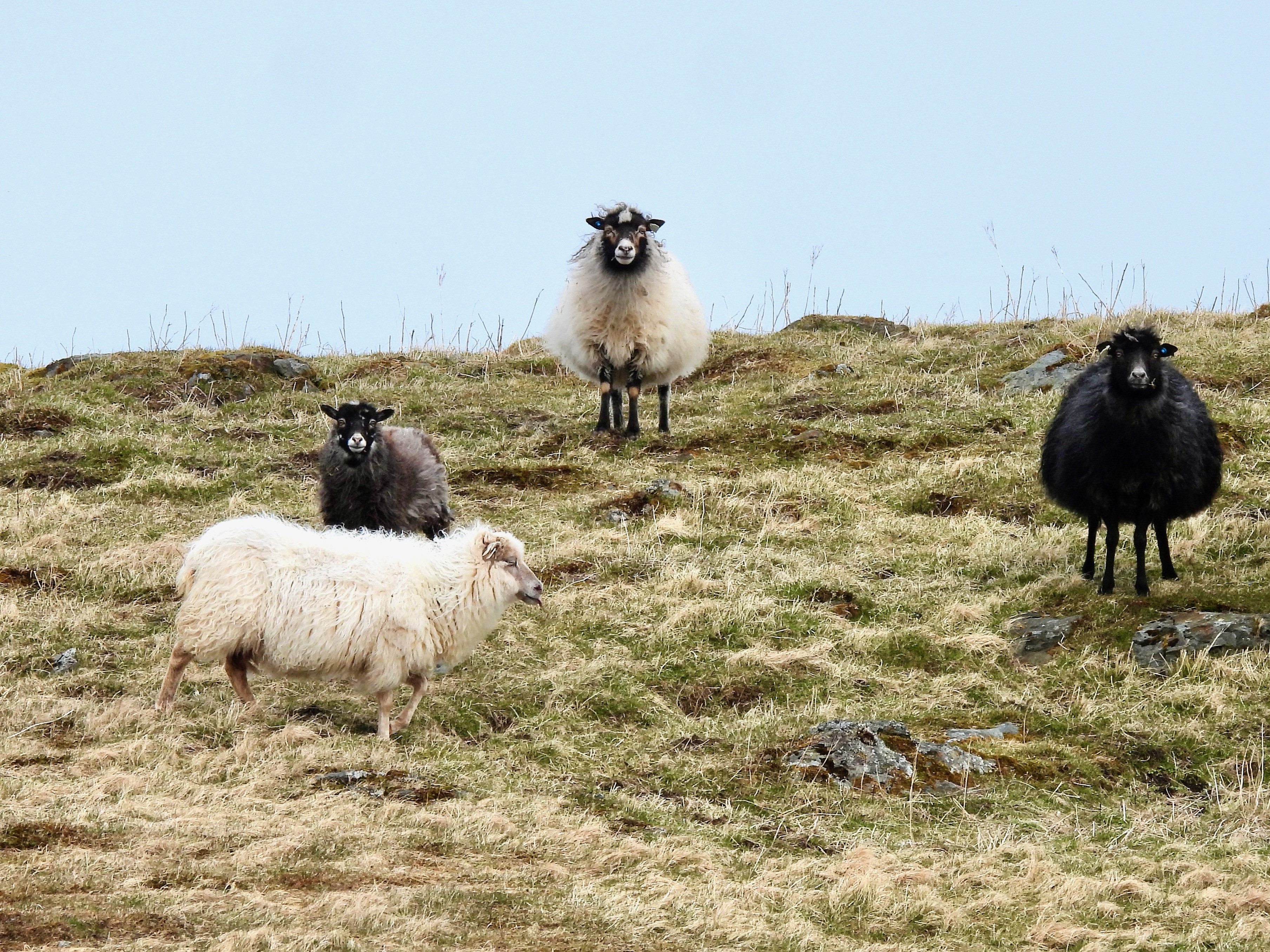 Four black and white sheep on the hills, with one sheep looking at the camera