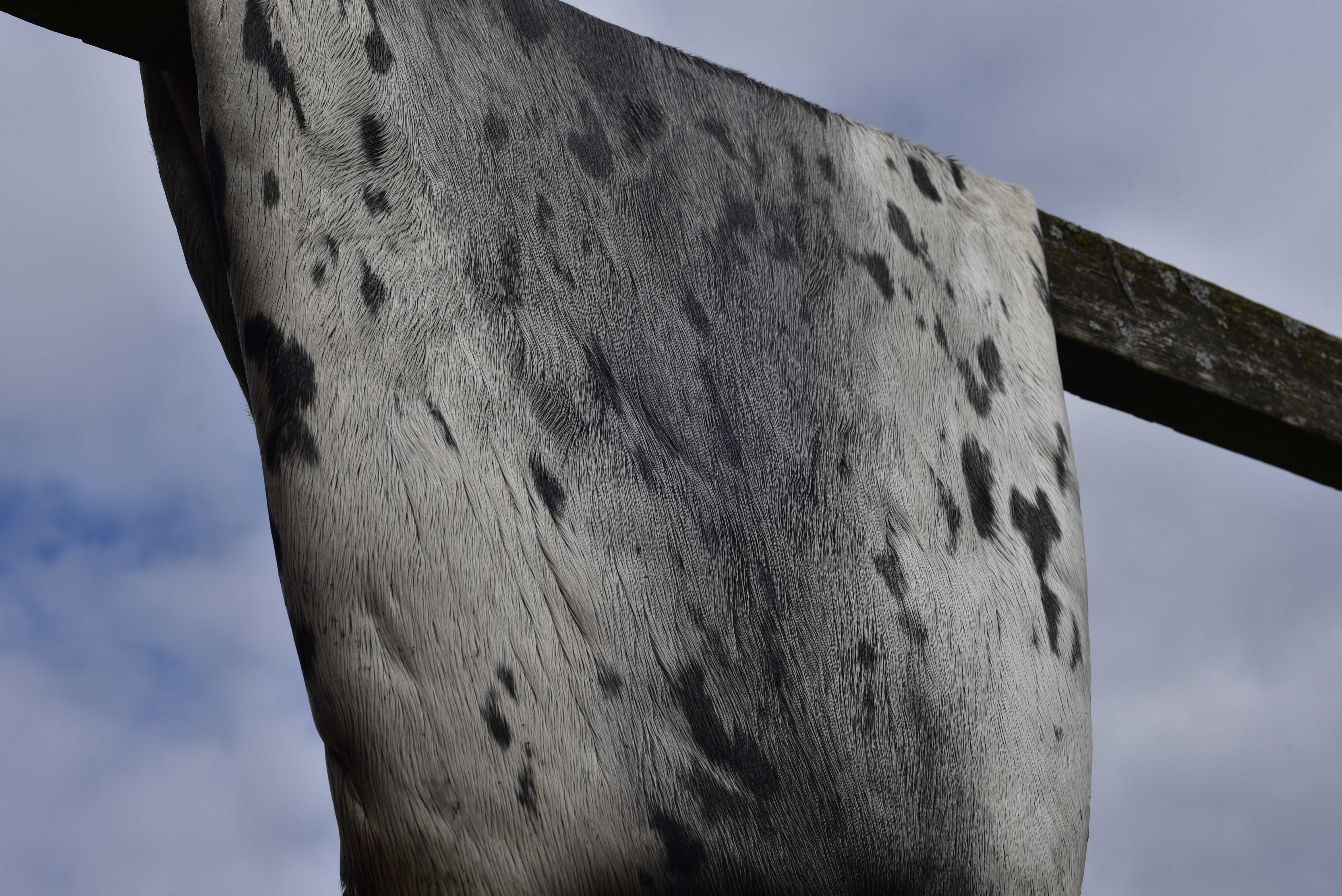A spotted seal skin hide against a blue sky