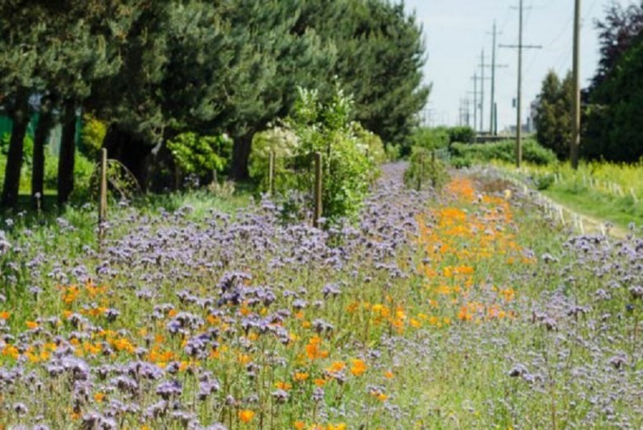 Cartiere Pollinator Pasture Courtesy Bc Hydro X 800