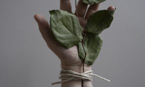 A person's hand with a green plant with big leaves covering the palm and fingers
