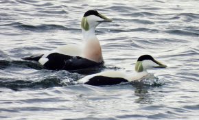 Two eider ducks in the water