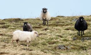 Four black and white sheep on the hills, with one sheep looking at the camera