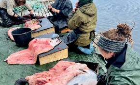 Four people at a dock in front of a seal skin hides they're scraping
