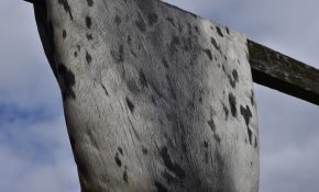A spotted seal skin hide against a blue sky