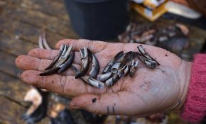 A hand with lots of claws in the centre