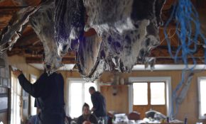 Seal skin hides hanging from above with people in the background
