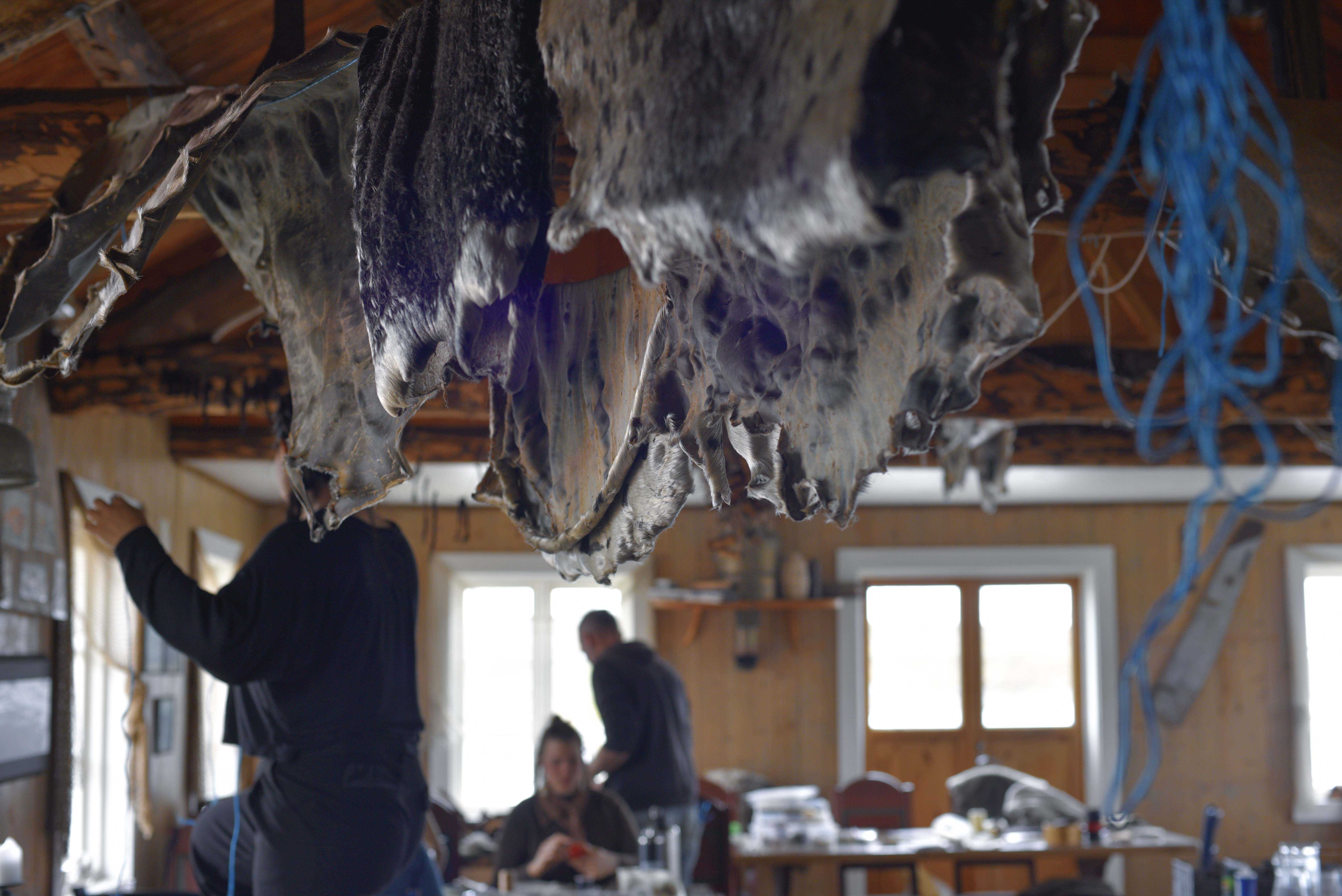 Seal skin hides hanging from above with people in the background