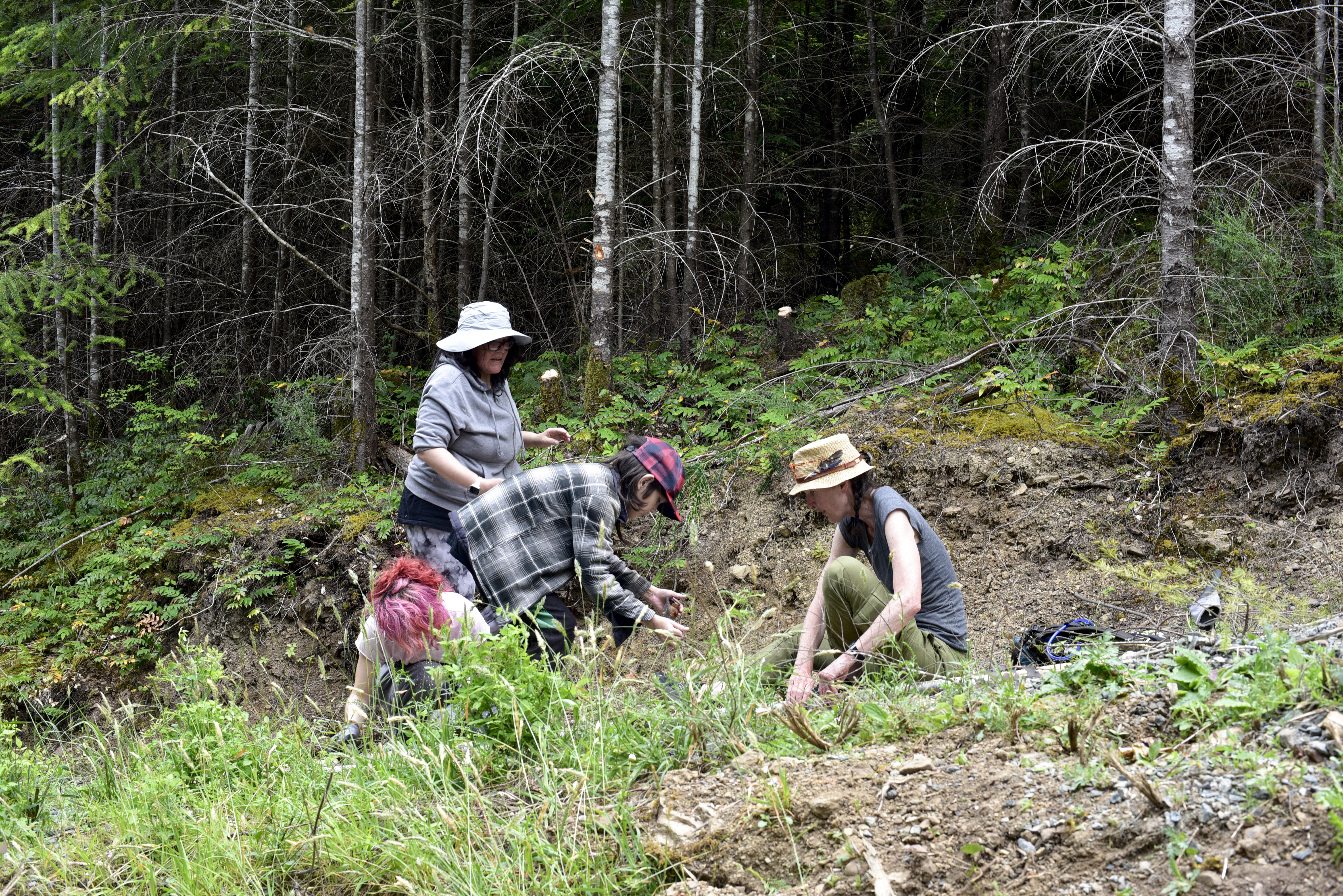 (From L): Sydney Mercredi, Jennifer Mitchell, Talon Mitchell and Sharon Bayly process fir poles on Denman Island. (Photo by Sydney Pascal / courtesy AGP)