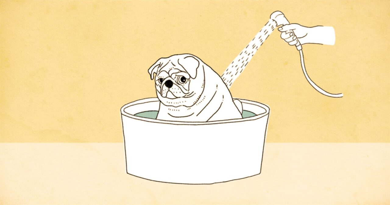 4 1021014 1021013 Old Dog NFB Grab 10015523