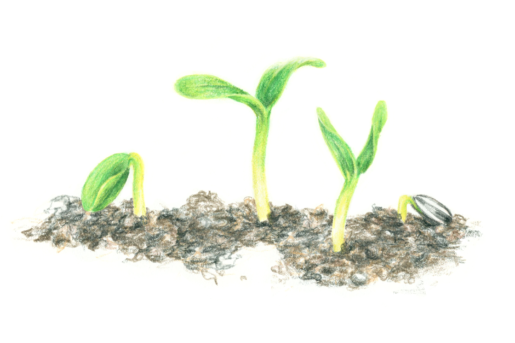 Seeds website