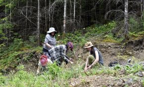 (From L): Sydney Mercredi, Jennifer Mitchell, Talon Mitchell and Sharon Bayly process fir poles on Denman Island. (Photo by Sydney Pascal / courtesy AGP)